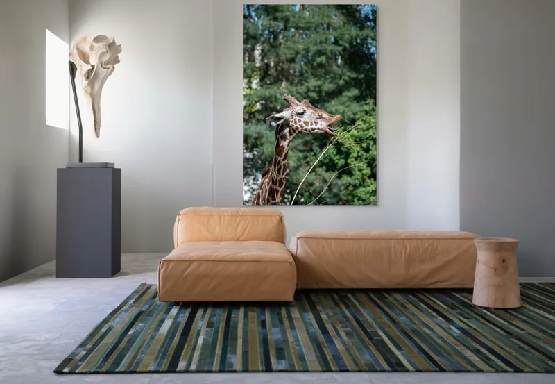 Tablou Canvas, "Girafa savurând hrana sănătoasă", Giraffe, Tree, Leaves, Tall, Nature, Spots, Branches, Green, Wildlife, 100 x 150 cm – poza 7