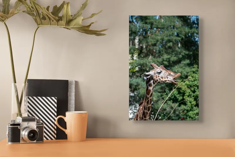 Tablou Canvas, "Girafa savurând hrana sănătoasă", Giraffe, Tree, Leaves, Tall, Nature, Spots, Branches, Green, Wildlife, 26 x 39 cm – poza 3