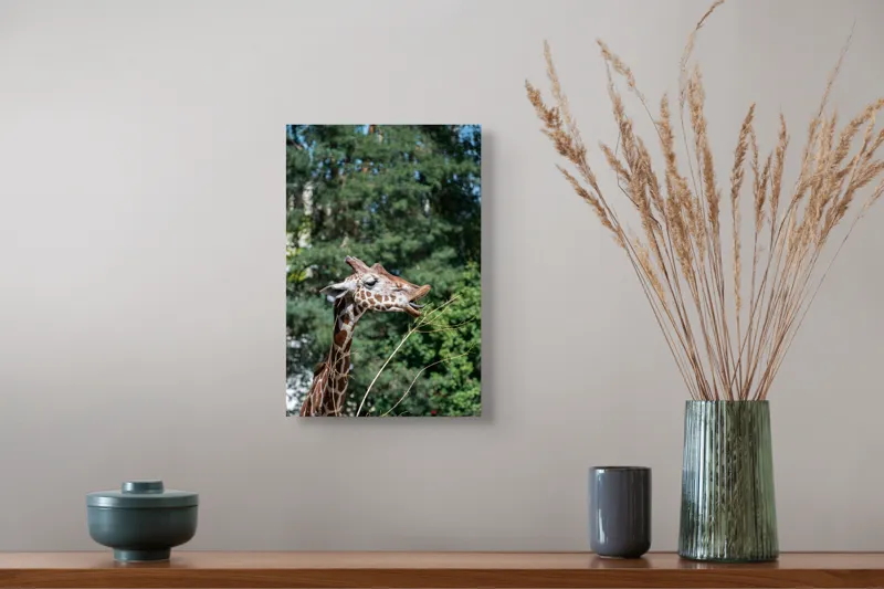 Tablou Canvas, "Girafa savurând hrana sănătoasă", Giraffe, Tree, Leaves, Tall, Nature, Spots, Branches, Green, Wildlife, 26 x 39 cm – poza 5