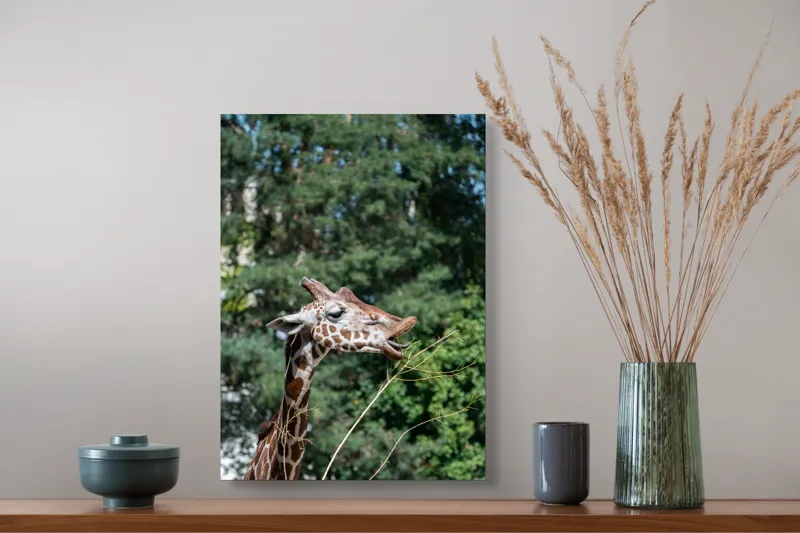 Tablou Canvas, "Girafa savurând hrana sănătoasă", Giraffe, Tree, Leaves, Tall, Nature, Spots, Branches, Green, Wildlife, 39 x 54 cm – poza 3