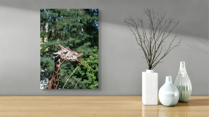 Tablou Canvas, "Girafa savurând hrana sănătoasă", Giraffe, Tree, Leaves, Tall, Nature, Spots, Branches, Green, Wildlife, 39 x 54 cm – poza 4