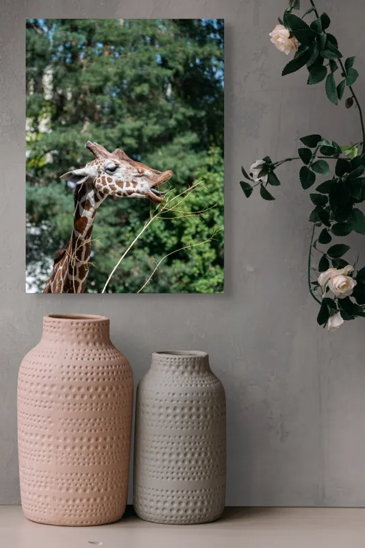 Tablou Canvas, "Girafa savurând hrana sănătoasă", Giraffe, Tree, Leaves, Tall, Nature, Spots, Branches, Green, Wildlife, 39 x 54 cm – poza 6