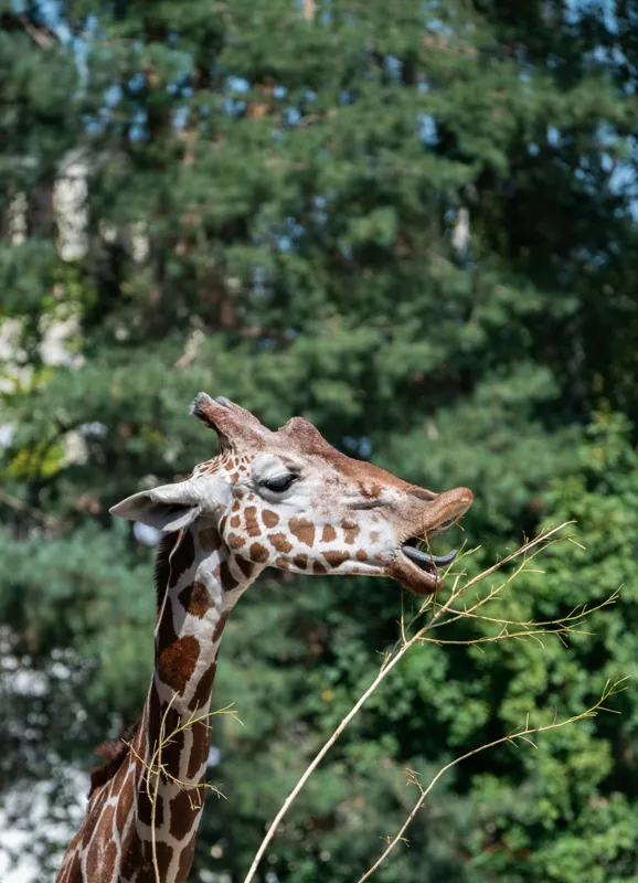 Tablou Canvas, "Girafa savurând hrana sănătoasă", Giraffe, Tree, Leaves, Tall, Nature, Spots, Branches, Green, Wildlife, 39 x 54 cm – poza 2