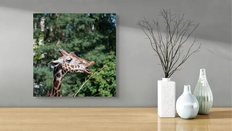 Tablou Canvas, "Girafa savurând hrana sănătoasă", Giraffe, Tree, Leaves, Tall, Nature, Spots, Branches, Green, Wildlife, 50 x 50 cm – poza 3