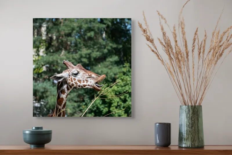 Tablou Canvas, "Girafa savurând hrana sănătoasă", Giraffe, Tree, Leaves, Tall, Nature, Spots, Branches, Green, Wildlife, 50 x 50 cm – poza 4