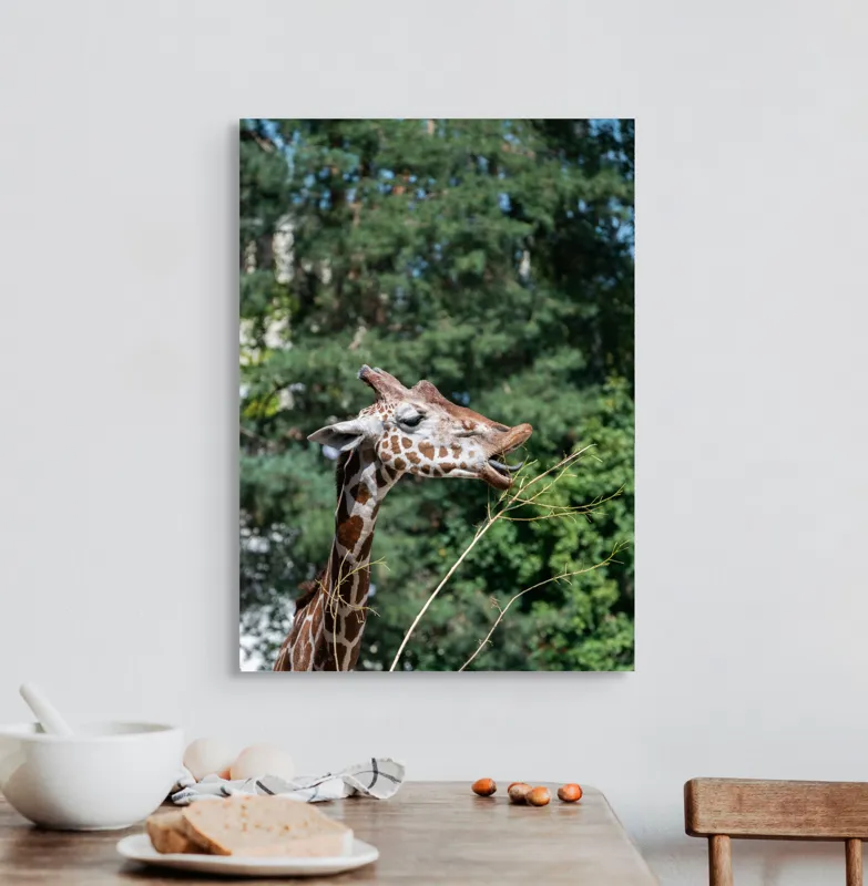 Tablou Canvas, "Girafa savurând hrana sănătoasă", Giraffe, Tree, Leaves, Tall, Nature, Spots, Branches, Green, Wildlife, 50 x 70 cm – poza 3