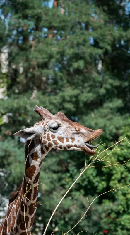 Tablou Canvas, "Girafa savurând hrana sănătoasă", Giraffe, Tree, Leaves, Tall, Nature, Spots, Branches, Green, Wildlife, 50 x 90 cm – poza 2