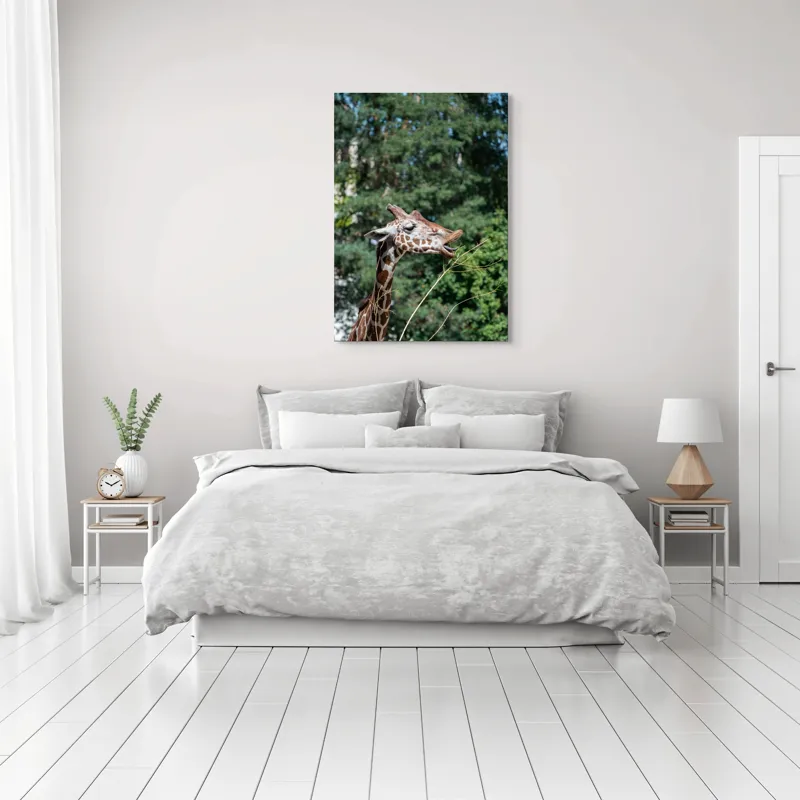 Tablou Canvas, "Girafa savurând hrana sănătoasă", Giraffe, Tree, Leaves, Tall, Nature, Spots, Branches, Green, Wildlife, 70 x 100 cm – poza 3