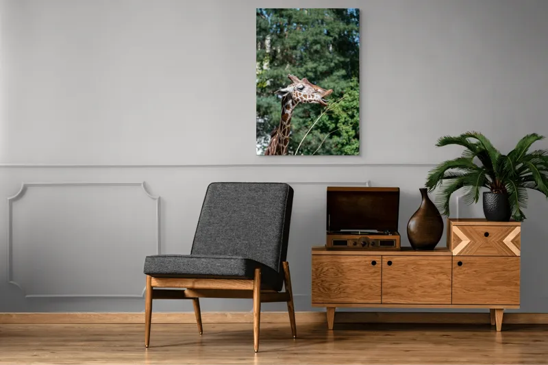 Tablou Canvas, "Girafa savurând hrana sănătoasă", Giraffe, Tree, Leaves, Tall, Nature, Spots, Branches, Green, Wildlife, 70 x 100 cm – poza 6