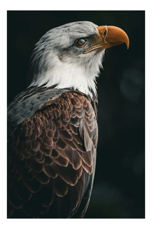 Tablou Canvas, "Privirea vulturului majestic în zare", Majestic, Regal, Proud, Intense, Vigilant, Powerful, Commanding, Noble, Graceful, 50 x 90 cm