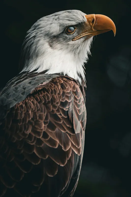 Tablou Canvas, "Privirea vulturului majestic în zare", Majestic, Regal, Proud, Intense, Vigilant, Powerful, Commanding, Noble, Graceful, 26 x 39 cm – poza 2