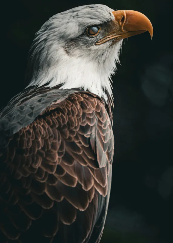 Tablou Canvas, "Privirea vulturului majestic în zare", Majestic, Regal, Proud, Intense, Vigilant, Powerful, Commanding, Noble, Graceful, 50 x 70 cm – poza 2
