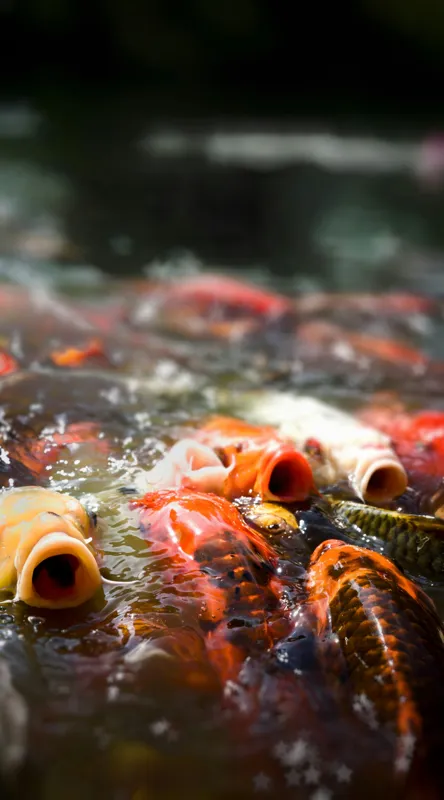 Tablou Canvas, "Dansul vibrant al peștilor Koi", Pești, Apă, Culori, Mișcare, Reflexie, Natură, Lumină, Energie, Viață, 50 x 90 cm – poza 2