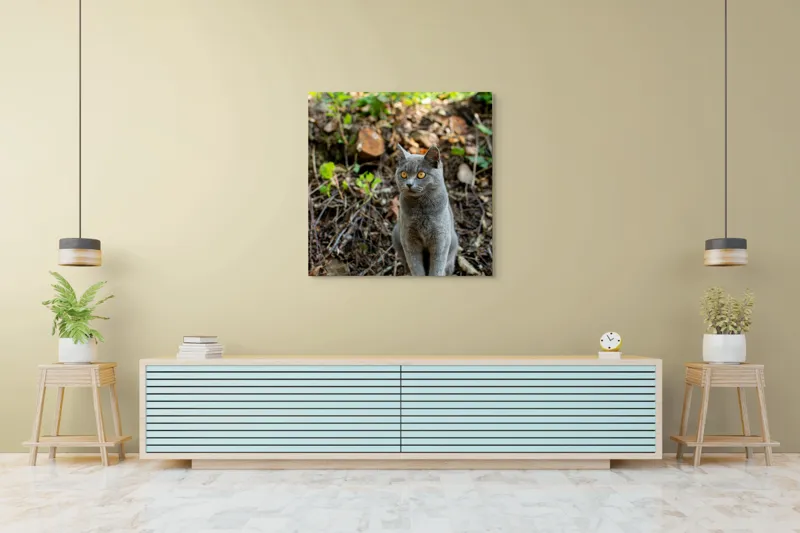 Tablou Canvas, "Pisică gri în pădurea însorită", Pisică, Gri, Ochii-Maronii, Pădure, Natură, Curiozitate, Postură, Blană-Moale, Lumina, Fundal-Verde., 100 x 100 cm – poza 5