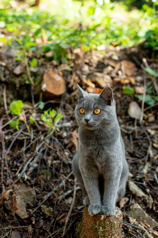 Tablou Canvas, "Pisică gri în pădurea însorită", Pisică, Gri, Ochii-Maronii, Pădure, Natură, Curiozitate, Postură, Blană-Moale, Lumina, Fundal-Verde., 100 x 150 cm – poza 2