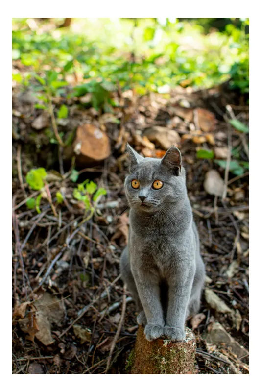 Tablou Canvas, "Pisică gri în pădurea însorită", Pisică, Gri, Ochii-Maronii, Pădure, Natură, Curiozitate, Postură, Blană-Moale, Lumina, Fundal-Verde., 26 x 39 cm