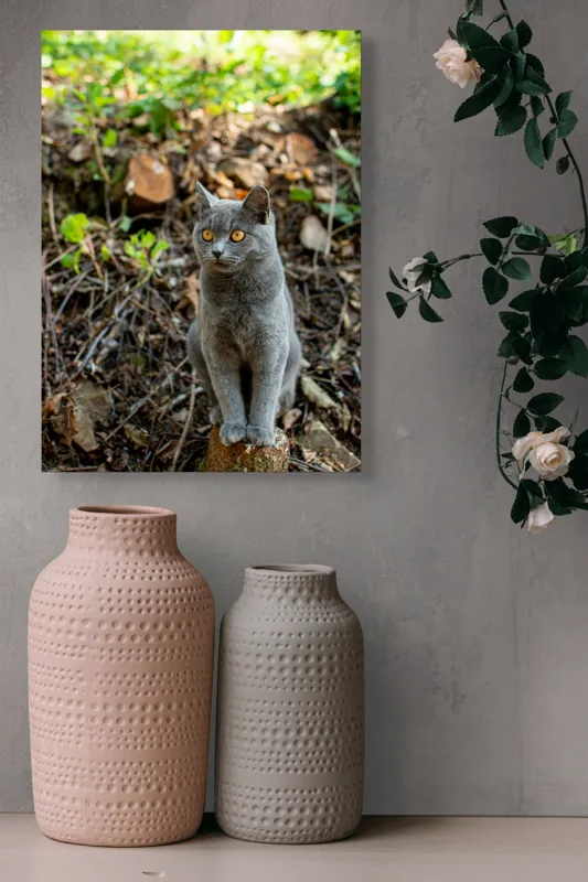 Tablou Canvas, "Pisică gri în pădurea însorită", Pisică, Gri, Ochii-Maronii, Pădure, Natură, Curiozitate, Postură, Blană-Moale, Lumina, Fundal-Verde., 39 x 54 cm – poza 6