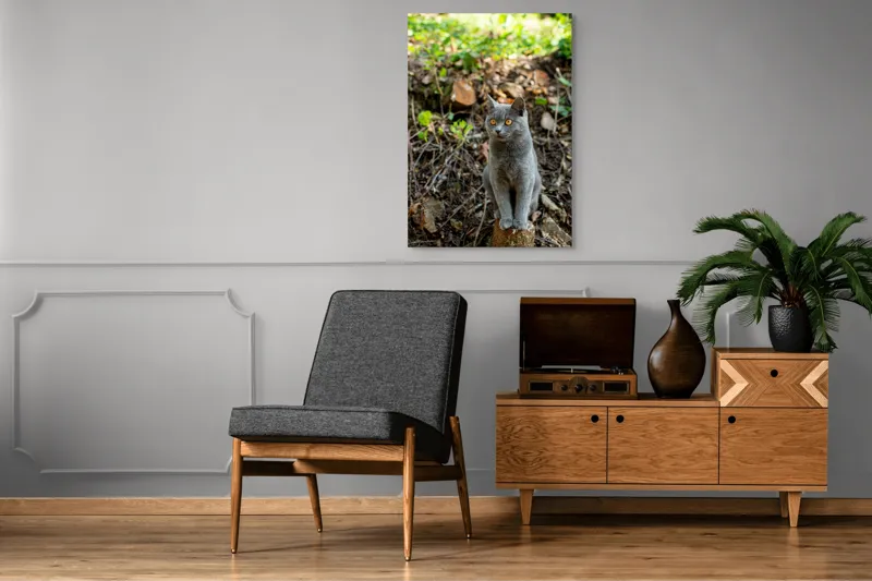 Tablou Canvas, "Pisică gri în pădurea însorită", Pisică, Gri, Ochii-Maronii, Pădure, Natură, Curiozitate, Postură, Blană-Moale, Lumina, Fundal-Verde., 70 x 100 cm – poza 6