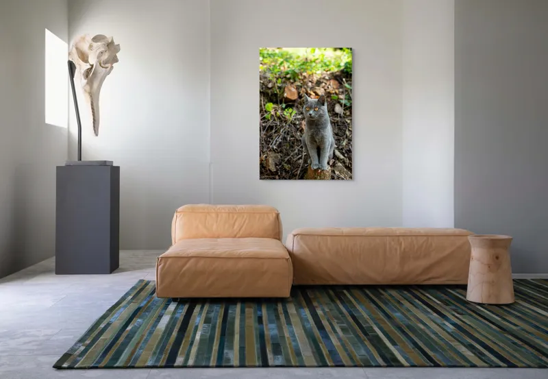 Tablou Canvas, "Pisică gri în pădurea însorită", Pisică, Gri, Ochii-Maronii, Pădure, Natură, Curiozitate, Postură, Blană-Moale, Lumina, Fundal-Verde., 70 x 100 cm – poza 7