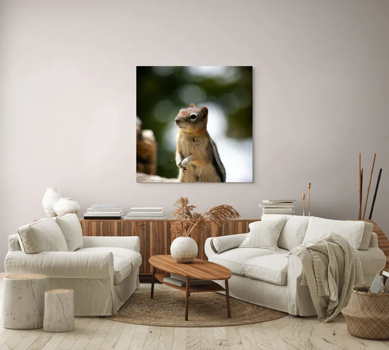 Tablou Canvas, "Veverița atentă pe piatră luminoasă", Nu pot identifica acest animal specific, dar pare să fie un rozător, ca un veveriță sau un chipmunk. Ai vrea să îți ofer mai multe informații despre rozătoare?, 100 x 100 cm – poza 3