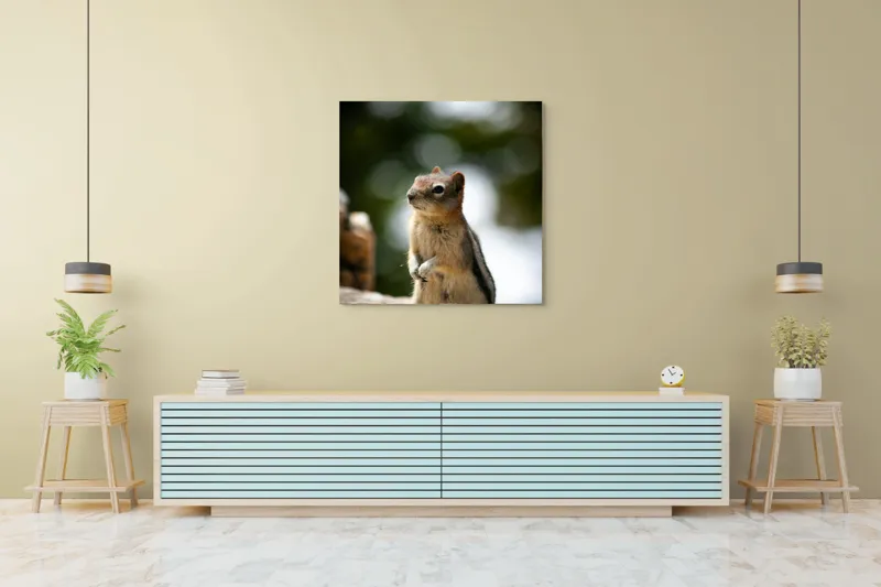 Tablou Canvas, "Veverița atentă pe piatră luminoasă", Nu pot identifica acest animal specific, dar pare să fie un rozător, ca un veveriță sau un chipmunk. Ai vrea să îți ofer mai multe informații despre rozătoare?, 100 x 100 cm – poza 5