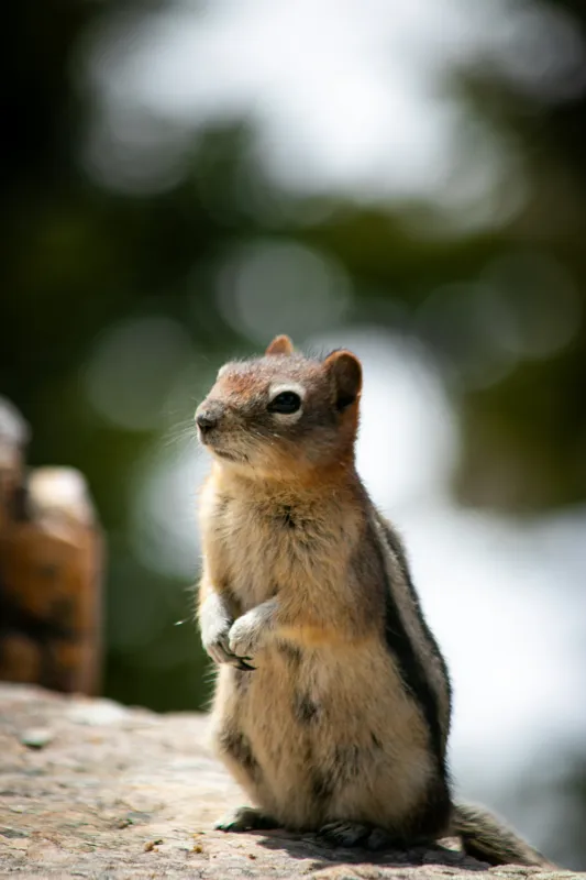 Tablou Canvas, "Veverița atentă pe piatră luminoasă", Nu pot identifica acest animal specific, dar pare să fie un rozător, ca un veveriță sau un chipmunk. Ai vrea să îți ofer mai multe informații despre rozătoare?, 100 x 150 cm – poza 2