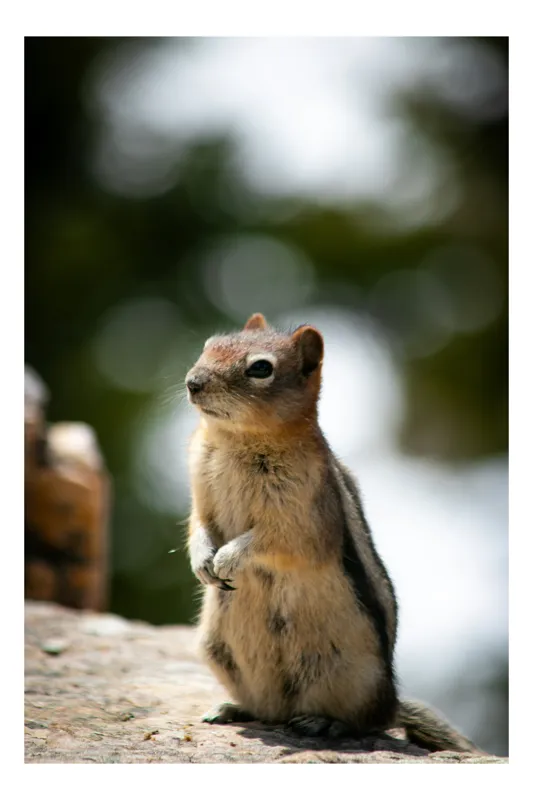 Tablou Canvas, "Veverița atentă pe piatră luminoasă", Nu pot identifica acest animal specific, dar pare să fie un rozător, ca un veveriță sau un chipmunk. Ai vrea să îți ofer mai multe informații despre rozătoare?, 70 x 100 cm