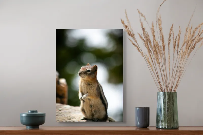 Tablou Canvas, "Veverița atentă pe piatră luminoasă", Nu pot identifica acest animal specific, dar pare să fie un rozător, ca un veveriță sau un chipmunk. Ai vrea să îți ofer mai multe informații despre rozătoare?, 39 x 54 cm – poza 3