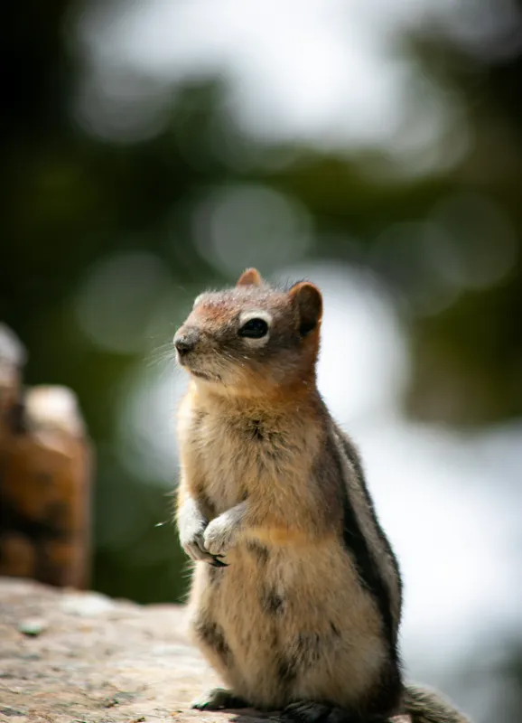 Tablou Canvas, "Veverița atentă pe piatră luminoasă", Nu pot identifica acest animal specific, dar pare să fie un rozător, ca un veveriță sau un chipmunk. Ai vrea să îți ofer mai multe informații despre rozătoare?, 39 x 54 cm – poza 2