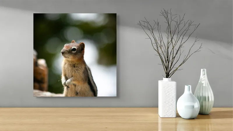 Tablou Canvas, "Veverița atentă pe piatră luminoasă", Nu pot identifica acest animal specific, dar pare să fie un rozător, ca un veveriță sau un chipmunk. Ai vrea să îți ofer mai multe informații despre rozătoare?, 50 x 50 cm – poza 3