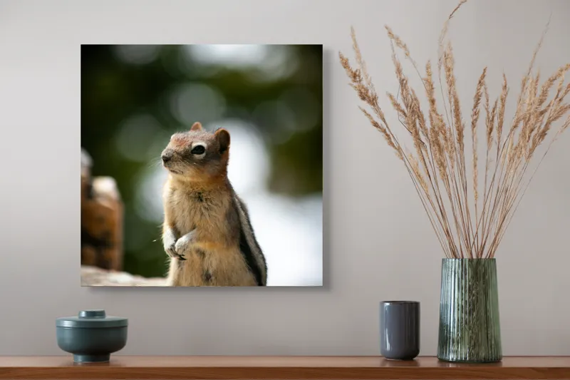 Tablou Canvas, "Veverița atentă pe piatră luminoasă", Nu pot identifica acest animal specific, dar pare să fie un rozător, ca un veveriță sau un chipmunk. Ai vrea să îți ofer mai multe informații despre rozătoare?, 50 x 50 cm – poza 4