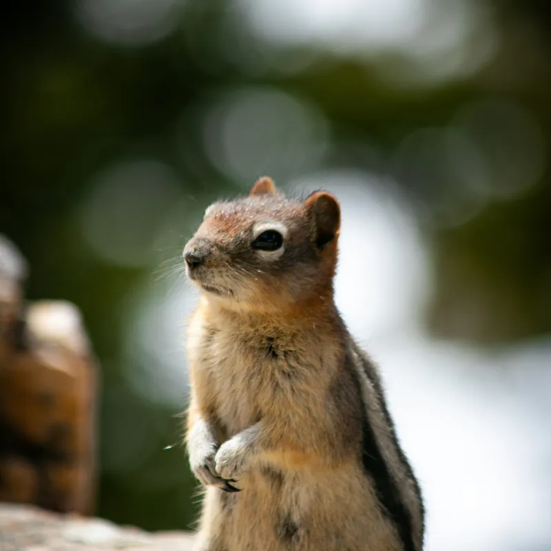 Tablou Canvas, "Veverița atentă pe piatră luminoasă", Nu pot identifica acest animal specific, dar pare să fie un rozător, ca un veveriță sau un chipmunk. Ai vrea să îți ofer mai multe informații despre rozătoare?, 50 x 50 cm – poza 2