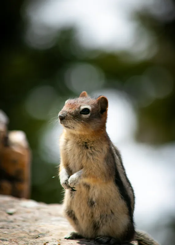 Tablou Canvas, "Veverița atentă pe piatră luminoasă", Nu pot identifica acest animal specific, dar pare să fie un rozător, ca un veveriță sau un chipmunk. Ai vrea să îți ofer mai multe informații despre rozătoare?, 50 x 70 cm – poza 2