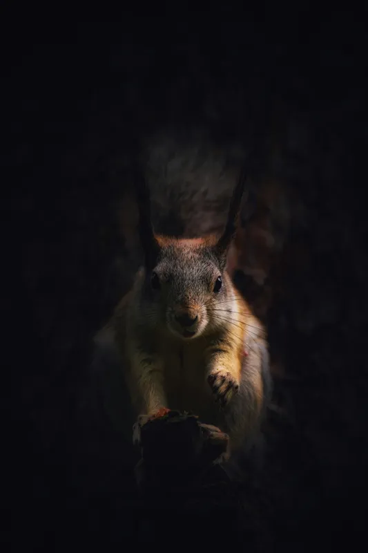 Tablou Canvas, "Veverița în lumina înserării", Squirrel, Darkness, Focus, Shadow, Secretive, 100 x 150 cm – poza 2