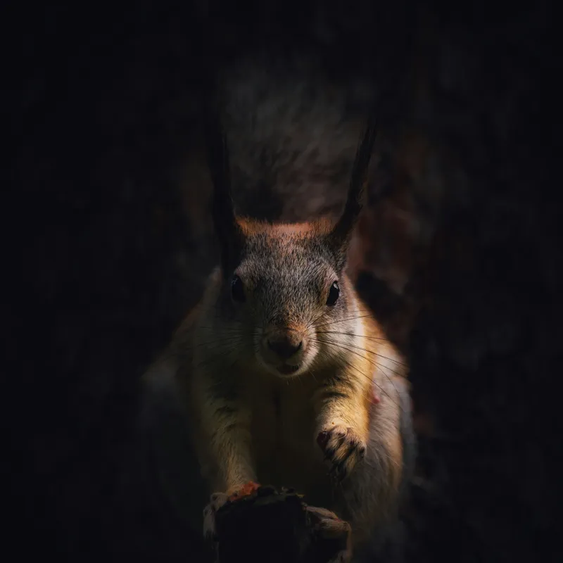 Tablou Canvas, "Veverița în lumina înserării", Squirrel, Darkness, Focus, Shadow, Secretive, 50 x 50 cm – poza 2
