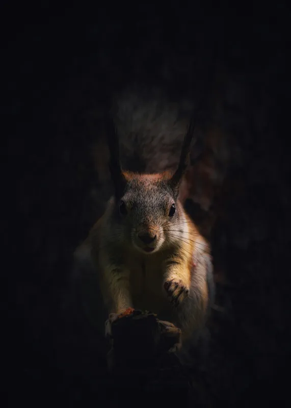 Tablou Canvas, "Veverița în lumina înserării", Squirrel, Darkness, Focus, Shadow, Secretive, 50 x 70 cm – poza 2