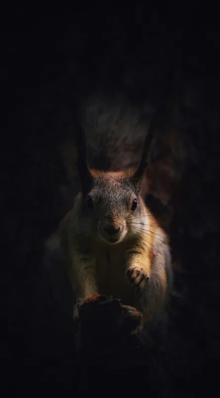 Tablou Canvas, "Veverița în lumina înserării", Squirrel, Darkness, Focus, Shadow, Secretive, 50 x 90 cm – poza 2