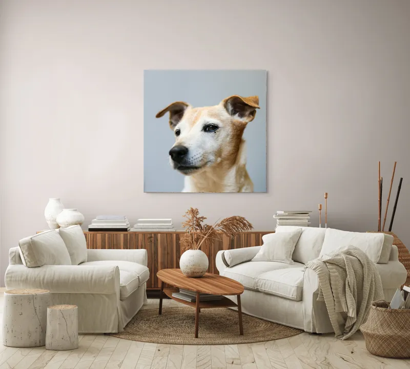 Tablou Canvas, "Câine visător în amurg liniștit", Nu pot spune cine este în imagine., 100 x 100 cm – poza 3