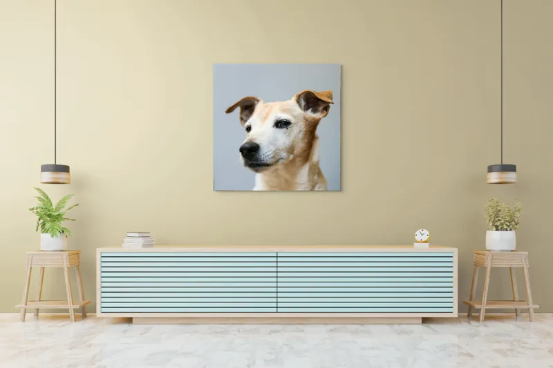 Tablou Canvas, "Câine visător în amurg liniștit", Nu pot spune cine este în imagine., 100 x 100 cm – poza 5