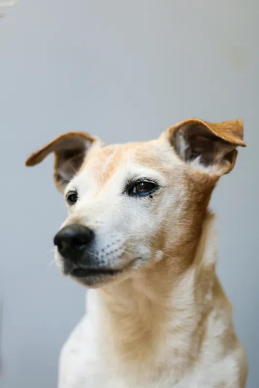 Tablou Canvas, "Câine visător în amurg liniștit", 26 x 39 cm – poza 2