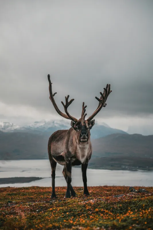 Tablou Canvas, "Rena pe crestele înzăpezite ale Nordului", Majestic, Solitary, Regal, Serene, Wilderness, Antlers, Majestic, Landscape, 26 x 39 cm – poza 2