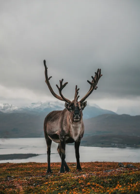 Tablou Canvas, "Rena pe crestele înzăpezite ale Nordului", Majestic, Solitary, Regal, Serene, Wilderness, Antlers, Majestic, Landscape, 39 x 54 cm – poza 2