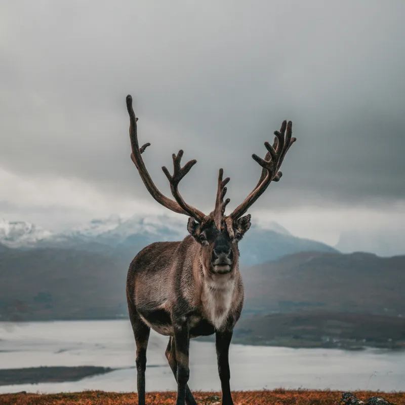 Tablou Canvas, "Rena pe crestele înzăpezite ale Nordului", Majestic, Solitary, Regal, Serene, Wilderness, Antlers, Majestic, Landscape, 50 x 50 cm – poza 2