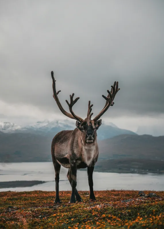 Tablou Canvas, "Rena pe crestele înzăpezite ale Nordului", Majestic, Solitary, Regal, Serene, Wilderness, Antlers, Majestic, Landscape, 50 x 70 cm – poza 2