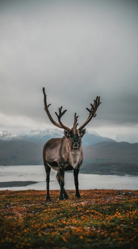 Tablou Canvas, "Rena pe crestele înzăpezite ale Nordului", Majestic, Solitary, Regal, Serene, Wilderness, Antlers, Majestic, Landscape, 50 x 90 cm – poza 2