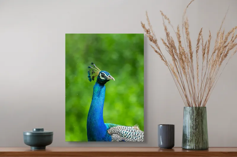 Tablou Canvas, "Păunul într-o zi verde vibrantă", Magnific, Albastru, Penaj, Regal, Vibrant, Majestos, Elegant, Păun, 39 x 54 cm – poza 3