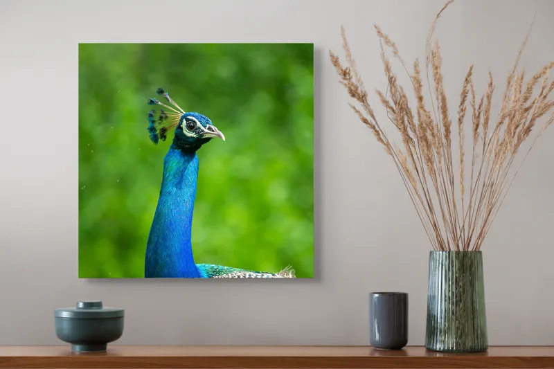 Tablou Canvas, "Păunul într-o zi verde vibrantă", Magnific, Albastru, Penaj, Regal, Vibrant, Majestos, Elegant, Păun, 50 x 50 cm – poza 4
