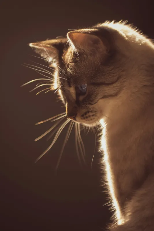 Tablou Canvas, "Lumina blândă a serii feline", Scânteie, Blană, Portret, Lumină, Siluetă, Ochii, Reflexie, Mister, Calm, Grație, 100 x 150 cm – poza 2