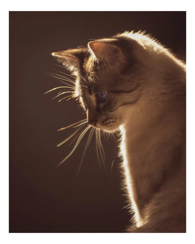 Tablou Canvas, "Lumina blândă a serii feline", Scânteie, Blană, Portret, Lumină, Siluetă, Ochii, Reflexie, Mister, Calm, Grație, 50 x 90 cm