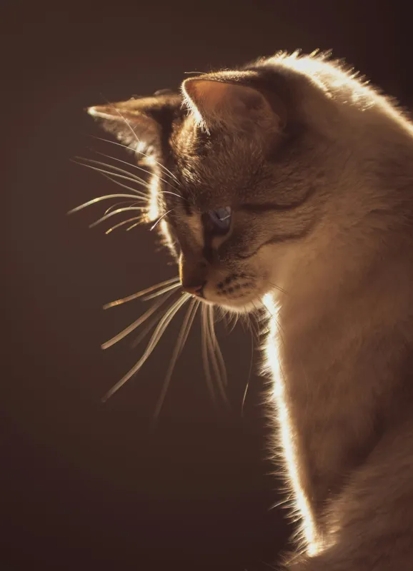 Tablou Canvas, "Lumina blândă a serii feline", Scânteie, Blană, Portret, Lumină, Siluetă, Ochii, Reflexie, Mister, Calm, Grație, 39 x 54 cm – poza 2